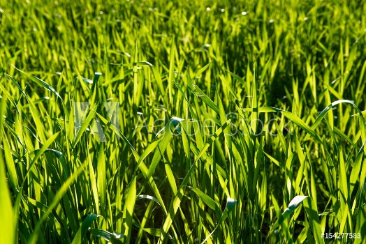 Picture of Frisches Grnes Gras im Sonnenlicht
